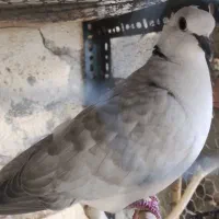 کبوتر خونگی مولد