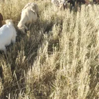جو بذری تمیز جلگه