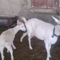 بز سانن