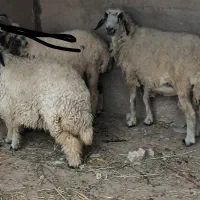 گوسفند باره ماده
