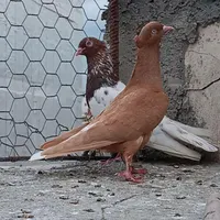 کبوتر رنگی کله سرخ،زرد دم سفید،ابرش سرور|پرنده|گنبد کاووس, |دیوار