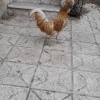 خروس