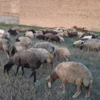 فروش گوسفند و بره داشتی
