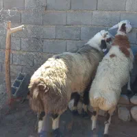 قوچ تخمی دو ساله بختیاری