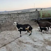 قوچ پلنگی بی گوش به شرط