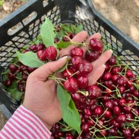 گیلاس مجلسی بدون واسطه