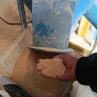 فروش ویژه خوراک دام پرواری،بوقلمون بیوتی