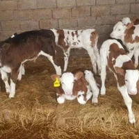 مرکز  خرید گوساله از‌معتبرترین دامداری‌گلستان