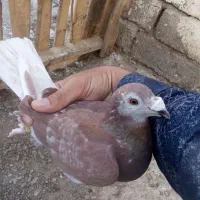 ماده بور و