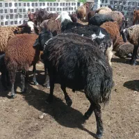 گوسفند‌،‌دامداری،‌چوپان