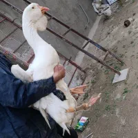 قو غاز خالماگور