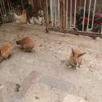 ۲۰عدد خرگوش لپ وساده