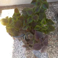 گل وگیاه طبیعی