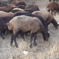 گوسفند میش قوچ بز بره گاو بزغاله
