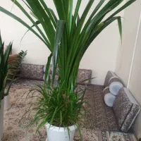 فروش گل پاندانوس