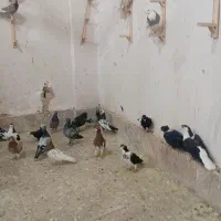 کبوتر آلمانی