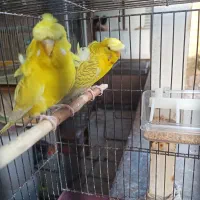 مرغ عشق پروانه ای اورجینال اروپا( تازه جفت شدن)
