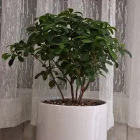 گلدان میخک هندی