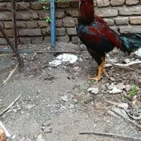 خروس لاری ۹ ماهه