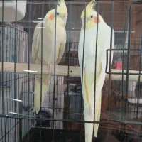 عروس هلندی