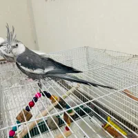 عروس هلندی نر