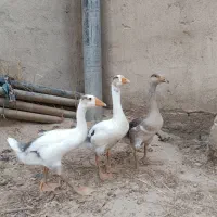 قوغاز یابت