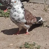 کبوترطوقی