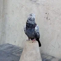 کفتر نر تهرونی مست