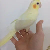 عروس هلندی ماده