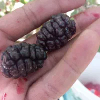 شاتوت درجه یکه کاملا اورگانیک