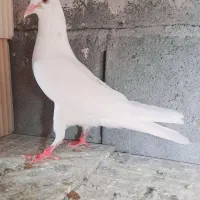 کبوتر پتی