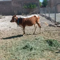 گاو