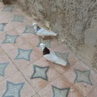 طوقی