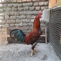 خروس دورگه یکساله