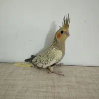 دو عدد جوجه عروس هلندی سه ماهه