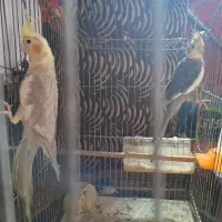 پرنده‌ نر و ماده