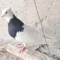طوقی ماده