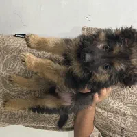 سگ ژرمن شولاین