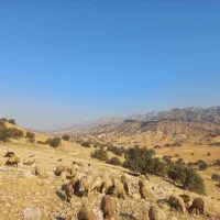 فروش ۱۰ جفت گوسفند بختیاری ناب جهت داشت