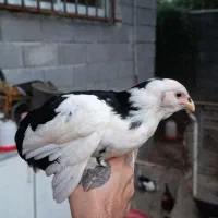جوجه گلین ۳ ماهه یکماه نیم دیگه تخم میکنن سرحال
