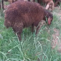 نر بره ۲۰ کیلویی هترو