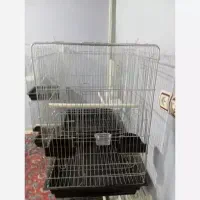 قفس عروس هلندی و طوطی