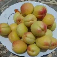 آگهی رو بخوم زردآلو بخور نه نوری بی مزه