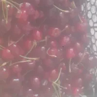 فروش گیلاس قهاری