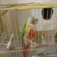 عروس هلندی،،برزیلی،،مرغ عشق