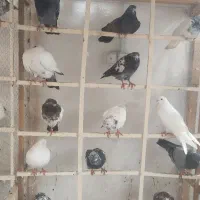 کبوتر|پرنده|رشت, بیجارپس|دیوار
