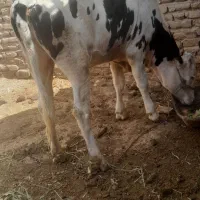 گاو ماده سیمینتال