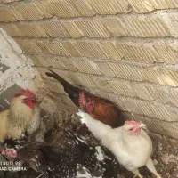 خروس و جوجه خروس محلی اصل و مرغ