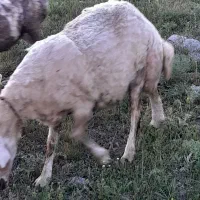 گوسفند با بره ماده ۲۰ روزه