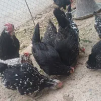 تخم مرغ نطفه دار